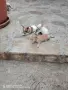Чаровни мини чихуахуа, снимка 2