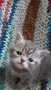 Шотландски котенца , снимка 7