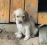 Английски кокер шпаньол, снимка 3