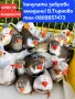 продавам амадини , снимка 1