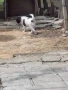 Търси се дом безплатно , снимка 3
