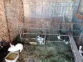 Зайци мъжки женски, снимка 1