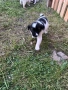 ПОДАРЯВАТ СЕ!, снимка 4