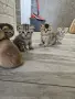 британски златни и сребърни чинчили и табита
, снимка 12