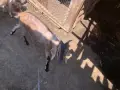 Ярета мъжко и женско, снимка 4