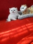Супер Цена .Елитни Котенца, снимка 2