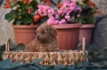 Той пудел Toy poodle, снимка 9