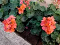 Селско мушкато – високорастящо, снимка 3