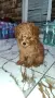 Той пудел Toy poodle, снимка 8