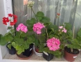 Кичесто едроцветно мушкато , снимка 1