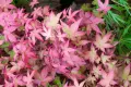 Ацер „Бени-Майко“ (Acer palmatum 'Beni-maiko') – Японски японски клен, снимка 6