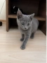 Руски сини котета , снимка 2