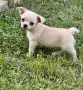 Прекрасно Мъжко Чихуахуа Момче , снимка 5
