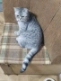 Малки шотландски котенца , снимка 2