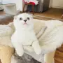 🐾 Продавам чистокръвни британски шиншила котенца 🐾  , снимка 5