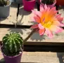 Цъфтящи Кактуси Echinopsis Hybrid омбре преливащи се цветове , снимка 6
