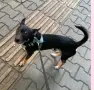 Подарявам Блеки 🥰, снимка 5