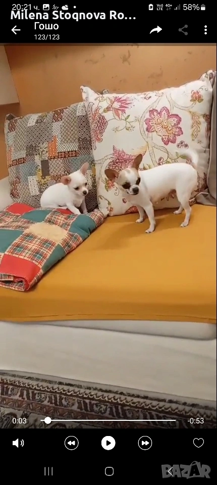 чихуахуа, снимка 1