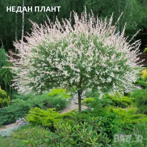 Пъстролистна върба 