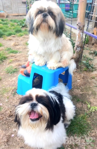 ши тцу бебета, снимка 7 - Ши Тцу - 54253325