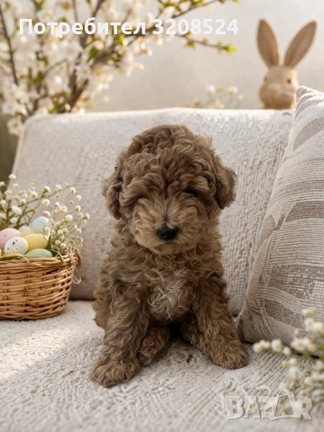 Той пудел момиче, снимка 2 - Пудели - 54103957