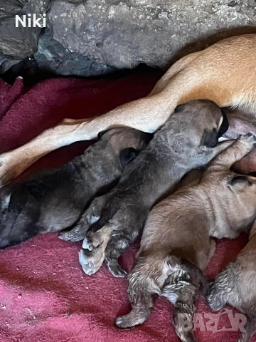 продавам малки кученца Кане Корсо пясъчни и кафеви., снимка 2 - Кане корсо - 54585064