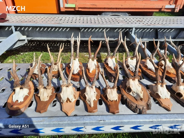 Трофей от сърндак. , снимка 7 - Декорация за дома - 54045665