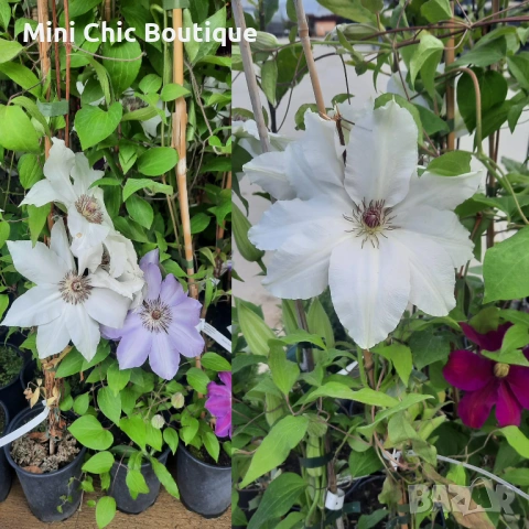 Кралски Клематис  (Clematis ) Микс (Едри цветове) – Готови за засаждане!Пазарджик с доставка до дома, снимка 5 - Градински цветя и растения - 54529026