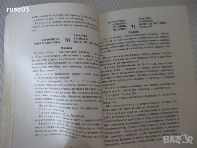 Книга "Нашите гъби - Ц.Хинкова/М.Друмева-Димчева" - 400 стр., снимка 6 - Енциклопедии, справочници - 54929593