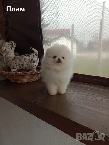 Чисто бели мини момче и момиче,Померани. , снимка 8 - Померан - 54058437