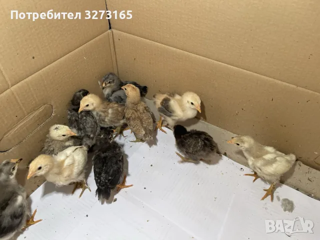 Пилета шведски исабар  и великденска носачка , снимка 6 - Кокошки и пуйки - 55446065