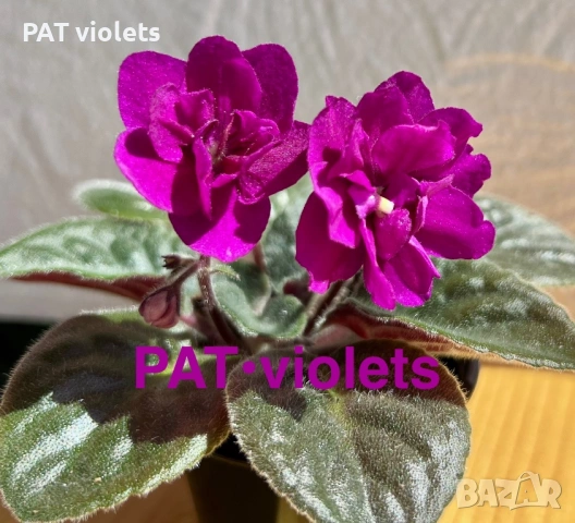Saintpaulia Сейнтполия Сентполия African Violet Aфриканска теменужка стайна теменужка Фiалка цветя