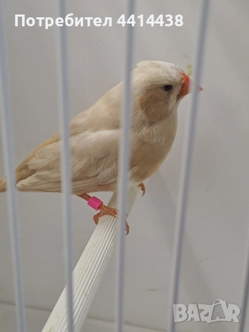 Амадинки джъмбо , снимка 5 - Амадини - 54484954