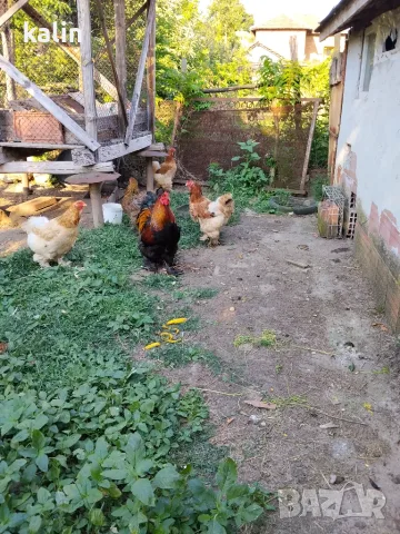 Брама кокошки 4 плюс 1
