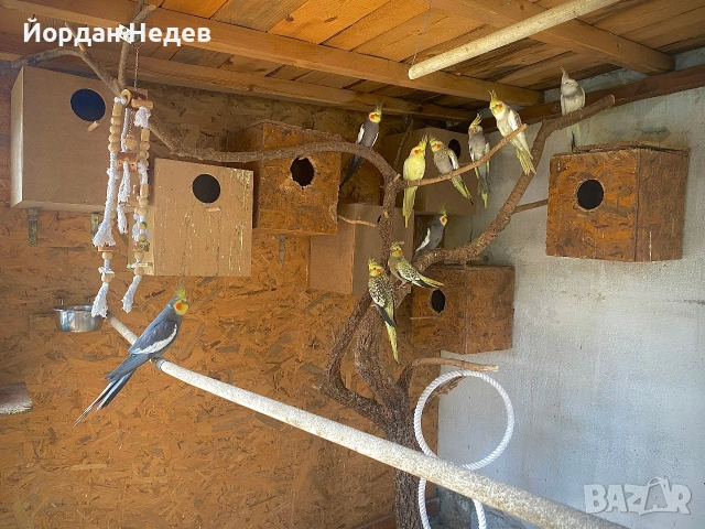 Папагали Корели , снимка 3 - Папагали - 55186716