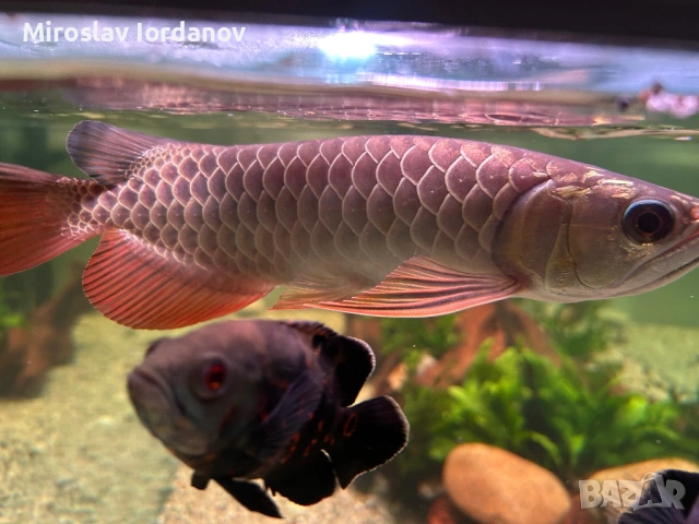 Arowana RTG, снимка 9 - Рибки - 54100964