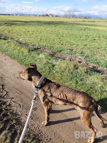 питбулчета от най-добрите разплодници в Европа , снимка 5 - Питбул - 54317331