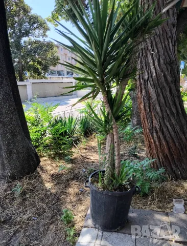 Продавам палма Юка / Yucca, 25 годишна, 1.7 м. височина