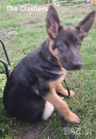 Чистокръвна немска овчарка, снимка 4 - Немска овчарка - 54178170