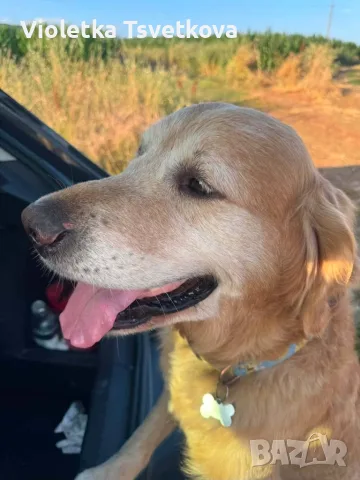 🐶 Продавам прекрасни кученца! 🐶  Търсят своя нов, любящ дом! ❤️  Малки, здрави, игриви, снимка 5 - Немска овчарка - 55397941