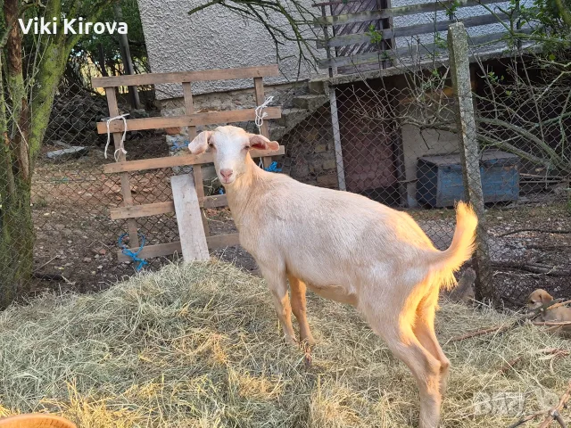 Продавам две женски кози и две женски млади ярета, снимка 3 - Кози - 55421735