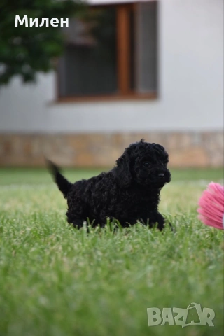 Той пудел Toy poodle, снимка 9 - Пудели - 55006000