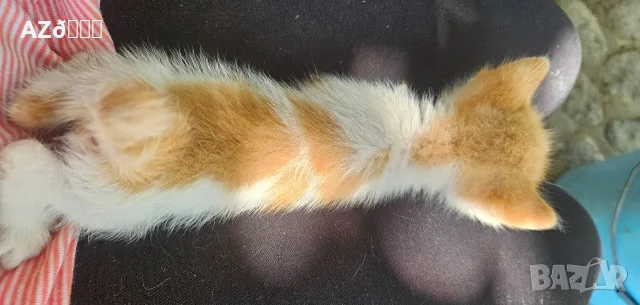 4 малки котенца, снимка 15 - Други - 55335479
