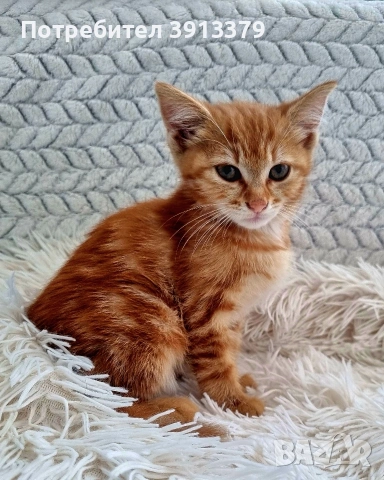 Подарявам коте