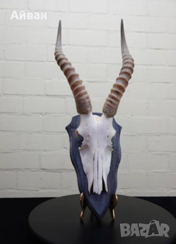 Трофей на Африканска антилопа Безбок 