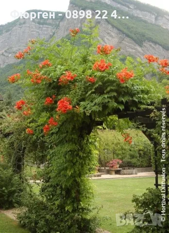  Текома (Tecoma stans) – слънчевата красавица с оранжеви цветове, снимка 9 - Разсади - 55415882
