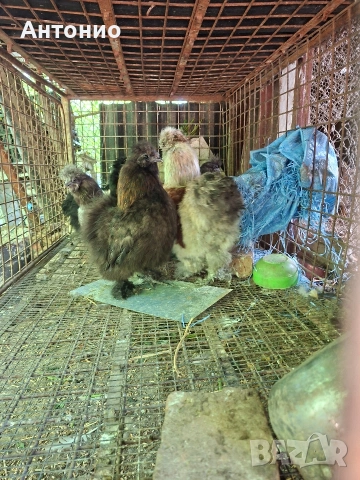 Продавам големи копринки , снимка 6 - Кокошки и пуйки - 54718494