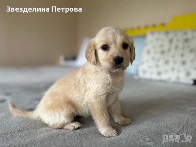 ГОЛДЪН РЕТРИВЪР