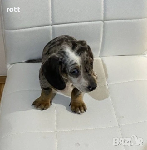 Мини дакел мерле, снимка 3 - Дакели - 53981038