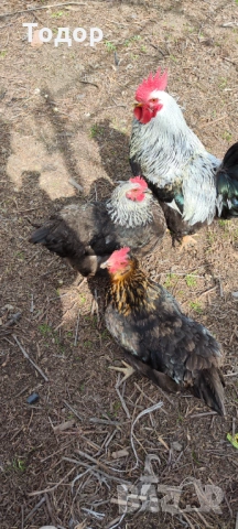 Продавам си кокошките, снимка 4 - Кокошки и пуйки - 54182536